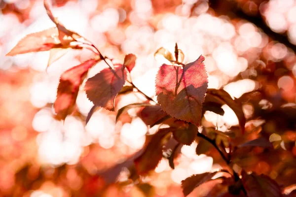 Rote Sonnige Herbstblätter Goldener Herbst Rotblättrige Pflaume Horizontaler Imag — Stockfoto