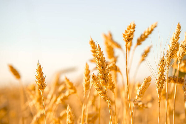 golden ears of wheat on blue sky background, harvest season, crops, horizontal imag