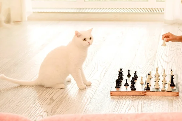 Cute White Cat Playing Chess Pet Strategist Horizontal Imag — Stock Photo, Image