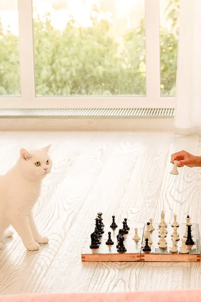 Cute White Cat Playing Chess Home Floor Pet Strategist Vertical — Stock Photo, Image