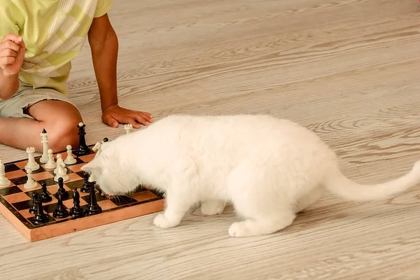 Умная Белая Кошка Играет Шахматы Мальчиком Полу Рядом Диваном Домашняя — стоковое фото