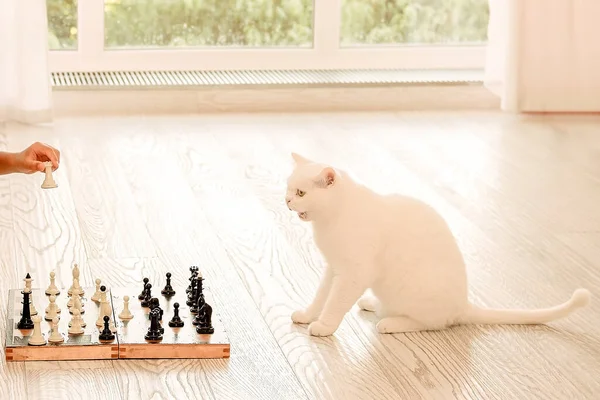 Cute White Cat Playing Chess Pet Strategist Horizontal Imag — Stock Photo, Image