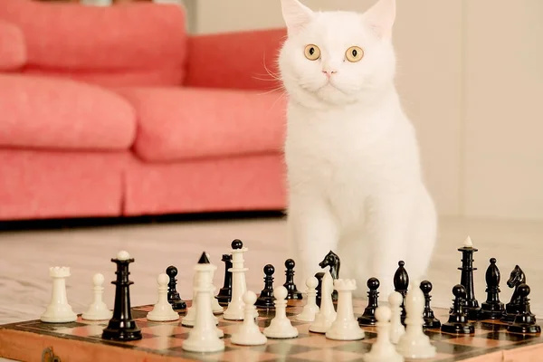 Smart White Cat Schaken Vloer Buurt Van Bank Huisdier Strateeg — Stockfoto