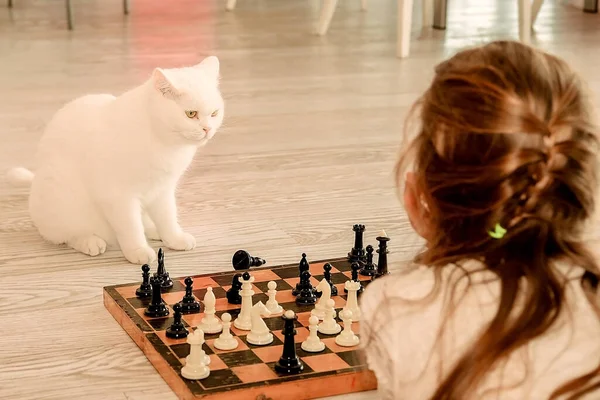聪明的白猫和一个女孩在沙发边的地板上下棋 宠物战略家 和主人一起下棋 水平的姿势 — 图库照片