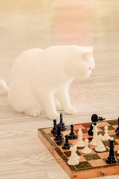 Niedliche Weiße Katze Die Hause Auf Dem Boden Schach Spielt — Stockfoto