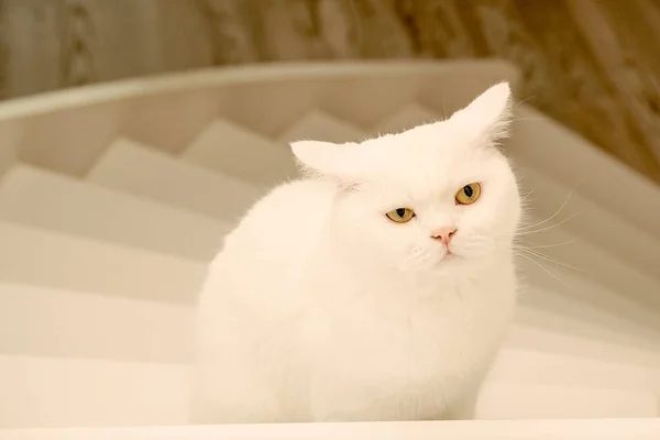 白色美丽的绒毛猫坐在楼梯上 看着摄像机 面朝下 — 图库照片