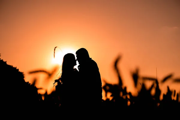 Silueta Una Pareja Sobre Fondo Atardecer Una Chica Delgada Para Fotos De Stock