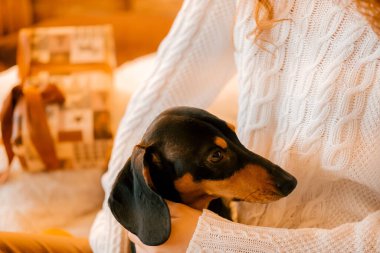 Güzel kıvırcık saçlı bir kız, Noel ağacının yanında bir köpek yavrusuyla oturuyor. Bir evcil hayvanla yılbaşı fotoğrafı. Kollarında köpek pençesi tutan bir kız. .