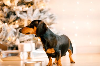 Güzel bir siyah dachshund köpeği yerde demir bir kasenin yanında duruyor. Yeni Yıl Yüzü