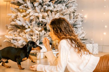Güzel kıvırcık saçlı bir kız, Noel ağacının yanında bir köpek yavrusuyla oturuyor. Bir evcil hayvanla yılbaşı fotoğrafı. Kollarında köpek pençesi tutan bir kız. .