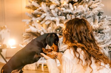 Güzel kıvırcık saçlı bir kız, Noel ağacının yanında bir köpek yavrusuyla oturuyor. Bir evcil hayvanla yılbaşı fotoğrafı. Kollarında köpek pençesi tutan bir kız. .