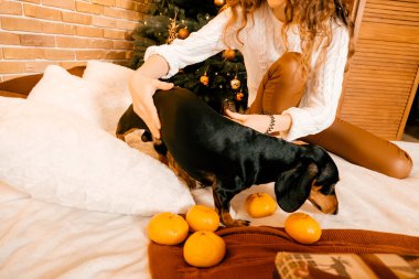 Kahverengi bir odada beyaz bir yatakta siyah dachshund, mandalinalı yeni yıl atmosferi
