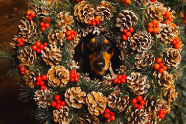 Yeni yıl çelenginde köpek yüzü. Noel kartı hediye olarak.
