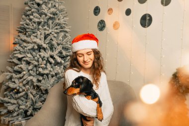 Koyu saçlı beyaz kazaklı güzel kıvırcık kız bir koltuğa oturur ve kollarında siyah bir dachshund tutar. Noel Baba şapkalı kız. Mutlu noel portreleri Noel ağacı arka planında