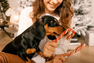 Kıvırcık saçlı güzel bir kız Noel ağacının yanında bir köpekle oturuyor. Yeni yıl için şeker lolipopuyla fotoğraf çekimi..