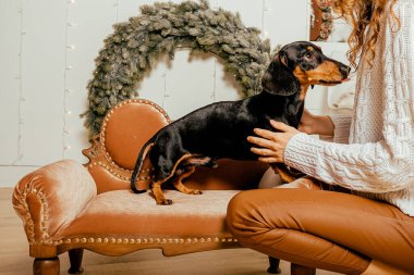 Bir odada kıvırcık bir kızla bir sandalyede güzel bir siyah dachshund.