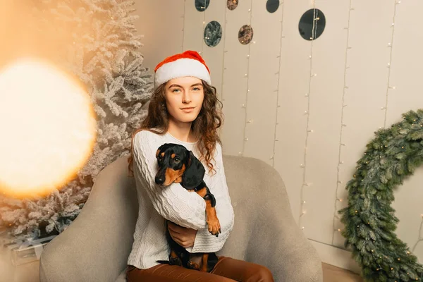 Koyu saçlı beyaz kazaklı güzel kıvırcık kız bir koltuğa oturur ve kollarında siyah bir dachshund tutar. Noel Baba şapkalı kız. Mutlu noel portreleri Noel ağacı arka planında