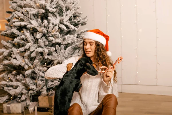 Kıvırcık saçlı güzel bir kız Noel ağacının yanında bir köpekle oturuyor. Yeni yıl için şeker lolipopuyla fotoğraf çekimi..