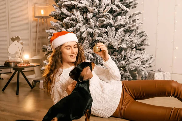 Beyaz kazaklı, siyah saçlı, yeni yıl oyuncağı tutan ve bir köpekle oynayan güzel kıvırcık kız. Noel sihri, Yeni Yıl portresi