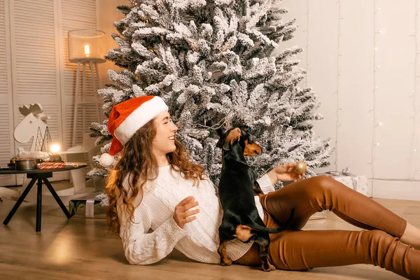 Beyaz kazaklı, siyah saçlı, yeni yıl oyuncağı tutan ve bir köpekle oynayan güzel kıvırcık kız. Noel sihri, Yeni Yıl portresi