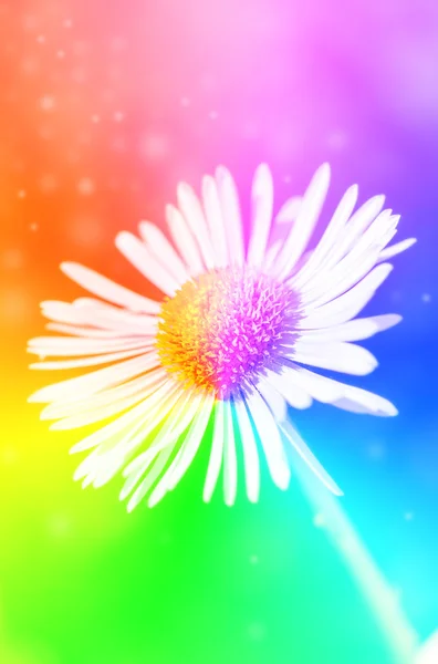 Single daisy flower on green bokeh background with sunshine. — Stock Photo, Image