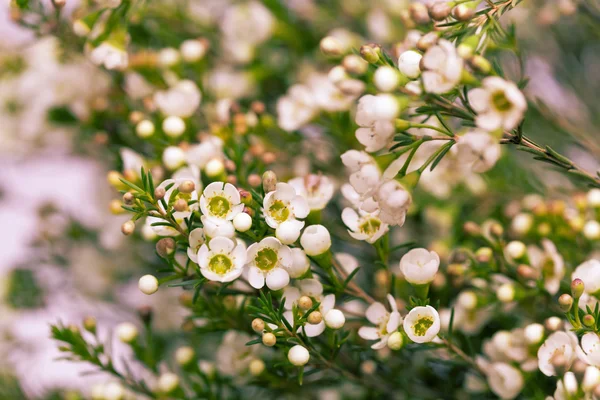 Vitt vax blomma i naturlig bakgrund — Stockfoto
