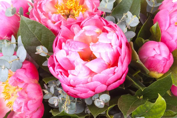 Increíble ramo de piones rosados — Foto de Stock