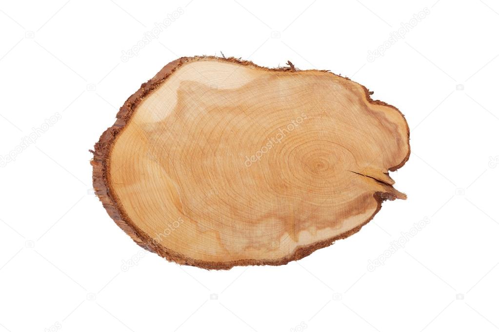 Juniper texture cut wood isolated on white