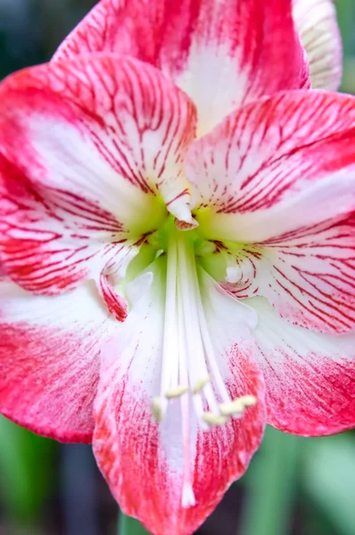 Paphiopedilum delenatii flower — Stock Photo, Image