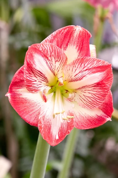 Paphiopedilum delenatii flower — Stock Photo, Image