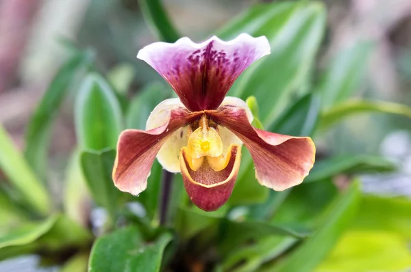 Paphiopedilum or Venus slipper — Stock Photo, Image