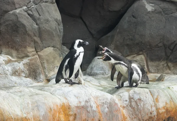 Humboldt Penguin — Stock Photo, Image