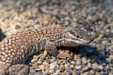 Ridge-tailed monitor lizard clipart