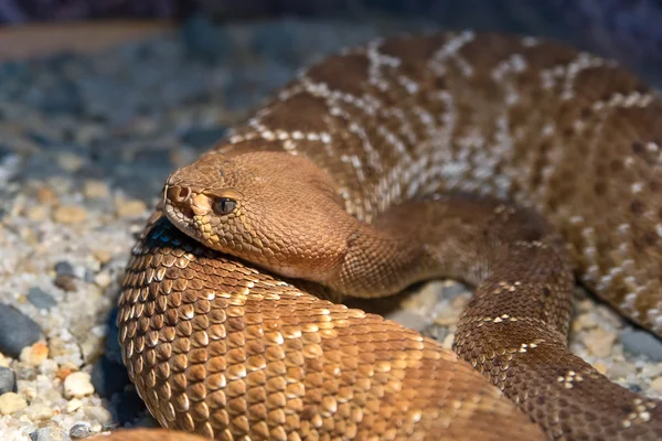 Serpent à sonnette diamant rouge — Photo