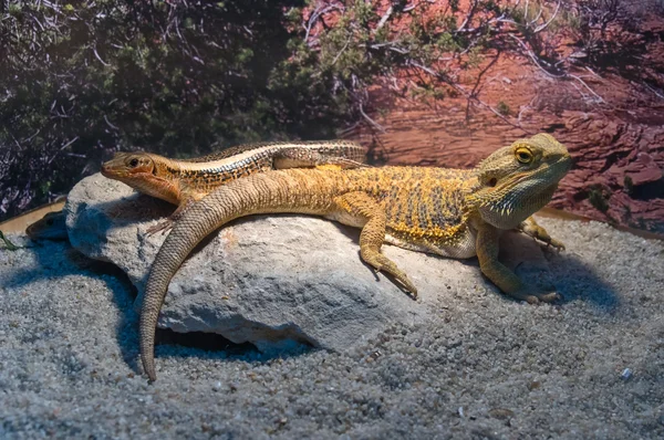 Skäggiga drakar — Stockfoto