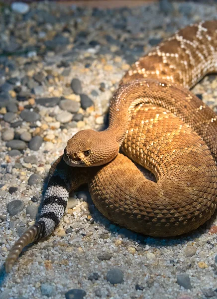 Serpent à sonnette diamant rouge — Photo