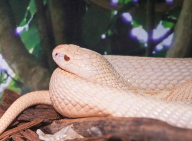 monocled Kobra (naja kaouthia)