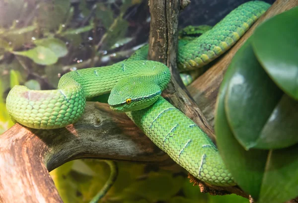 Wagler barátait palm vipera (tropidolaemus wagleri) — Stock Fotó