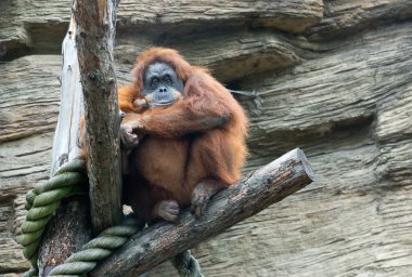 Sumatra orangutan (pongo pygmaeus abelii)