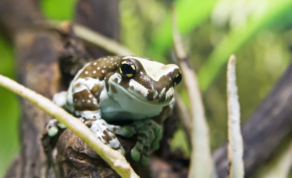 Amazonka mleka żaba (phrynohyas resinifictrix) — Zdjęcie stockowe