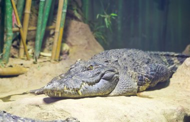 Siyam timsahı (crocodylus siamensis)