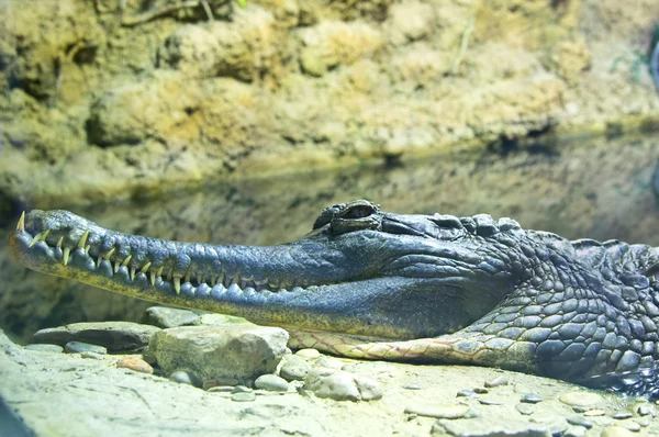Szunda-krokodil (tomistoma schlegeli) — Stock Fotó