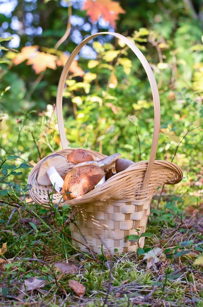 Cogumelos na cesta — Fotografia de Stock