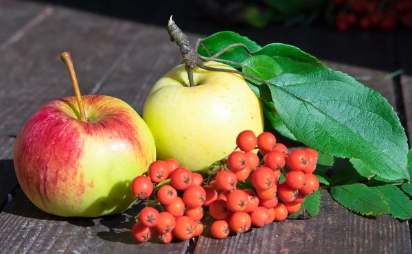 Apples and mountain ash — Stock Photo, Image