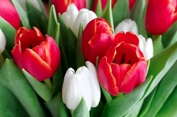 Rote und weiße Tulpen — Stockfoto