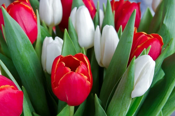 Tulipes rouges et blanches fraîches — Photo