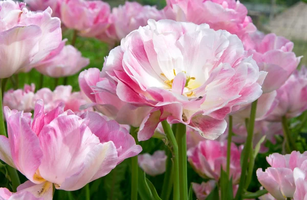 Pink tulips Angelique — Stock Photo, Image