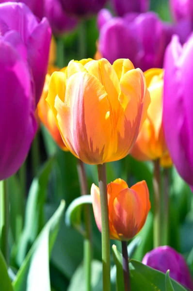 Lila tulpen met oranje tulip in het midden — Stockfoto