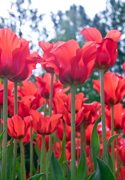 Red tulips in flower bed — Stock Photo, Image