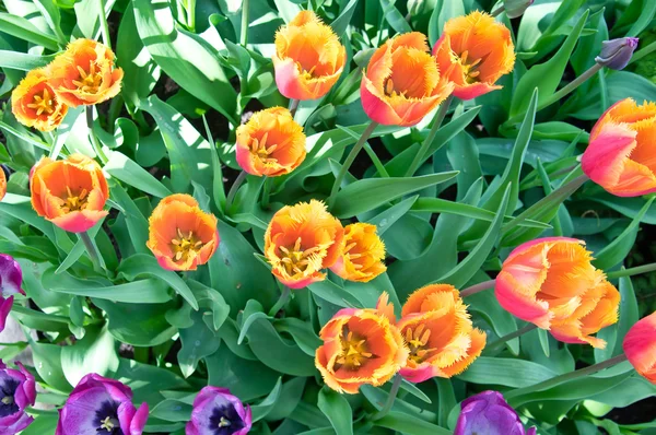 Orange tulips in flower bed — Stock Photo, Image